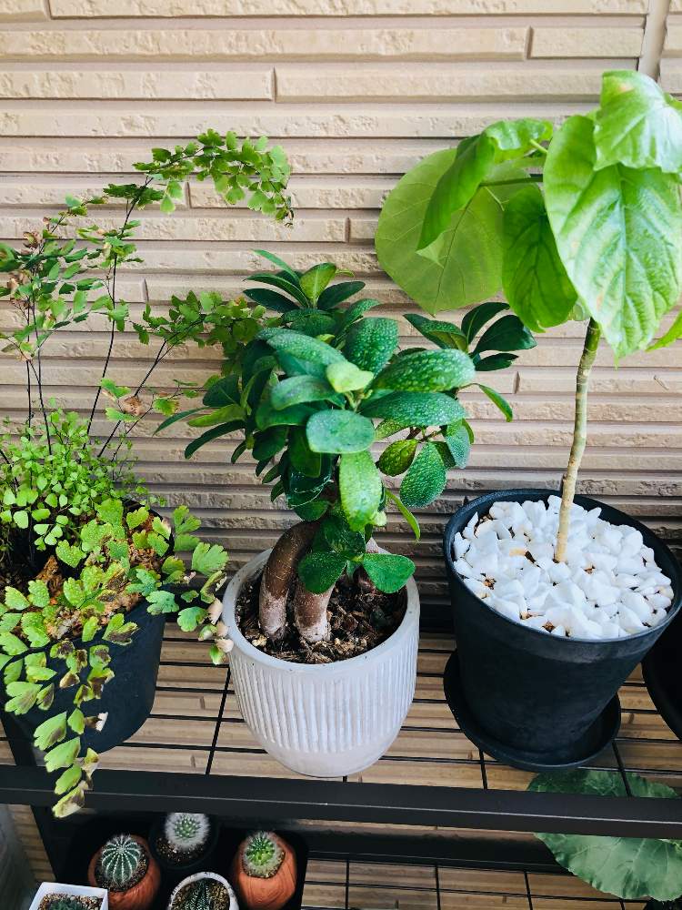バルコニー ベランダの投稿画像 By Ussiさん 観葉植物とわが家の観葉植物 とおうち園芸と観葉植物のある暮らしとインテリアグリーンと観葉植物 とわが家の観葉植物 とおうち園芸と観葉植物のある暮らしとインテリアグリーン 月10月6日 Greensnap グリーン
