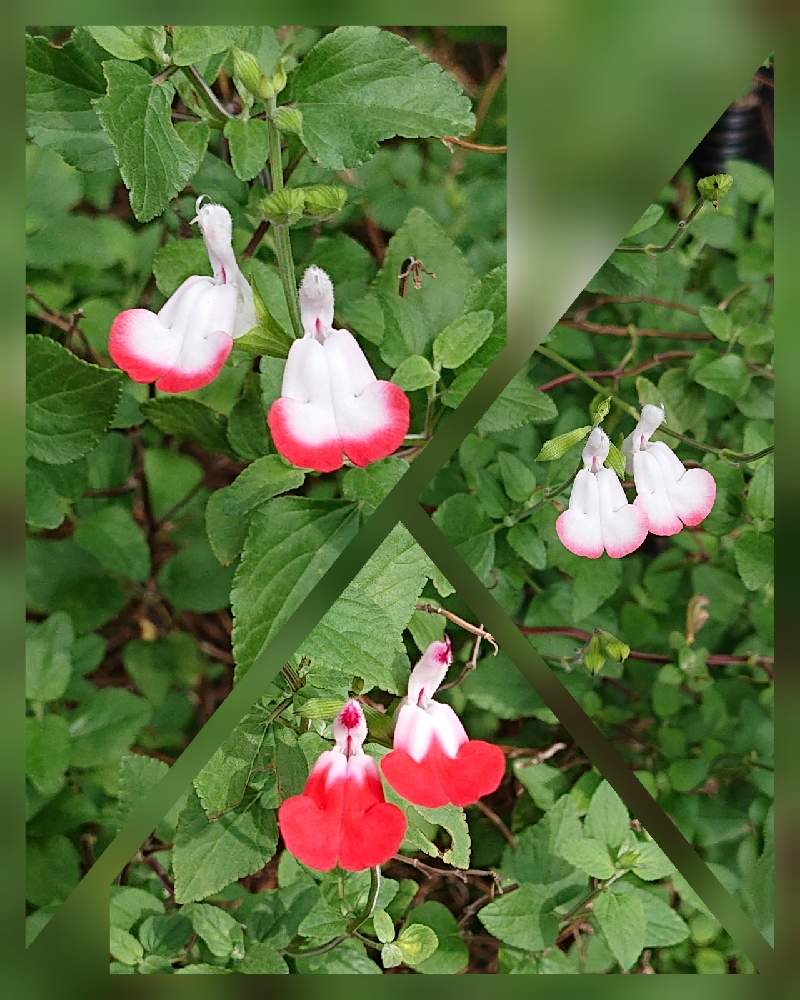 チェリーセージの投稿画像 By ナナさん サルビア ミクロフィラとお出かけ先 月10月6日 Greensnap グリーンスナップ Greensnap グリーンスナップ