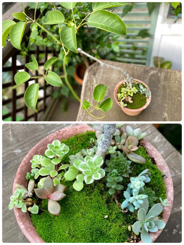 多肉植物の投稿画像 By ココアさん 苔 コケ と楽しみ とおうち園芸とナチュラルスタイルと花のある暮らしといやし と多肉植物と苔 コケ と楽しみ とおうち園芸とナチュラルスタイルと花のある暮らしといやし 月10月6日 Greensnap グリーンスナップ