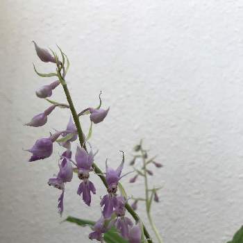 夏エビネの投稿画像一覧 Greensnap グリーンスナップ