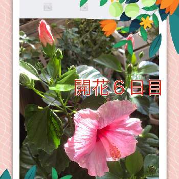 ハイビスカス ロングライフの投稿画像一覧 Greensnap グリーンスナップ