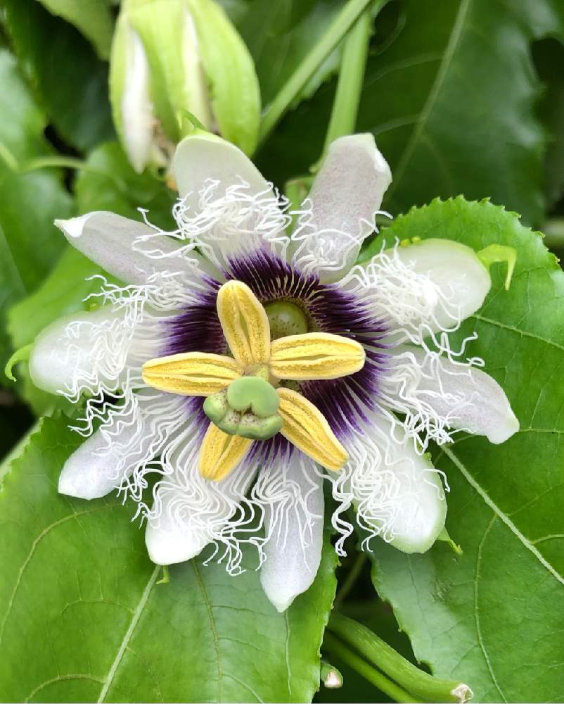 果物時計草 パッションフルーツ の投稿画像 By ヨッチさん 月10月6日 Greensnap グリーンスナップ