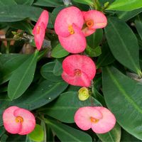 ハナキリン,今日のお花,お出かけ先の画像