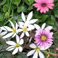 オステオスペルマム,蕾も有るわね,自分らしくね,蕾も有るわね♪,オステオスペルマムAの画像