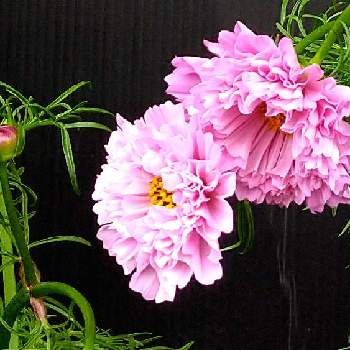 コスモス ダブルクリックの投稿画像一覧 Greensnap グリーンスナップ