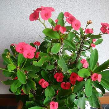 茎にトゲがあるの画像 by カコさん | 玄関と花麒麟(はなきりん)と赤い花と花のある暮らしとマダガスカル原産と茎にトゲがある