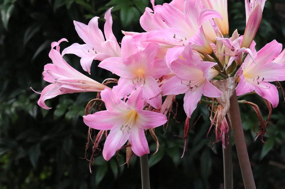 ベラドンナリリー ホンアマリリス の投稿画像 By レオンママさん 月10月6日 Greensnap グリーンスナップ