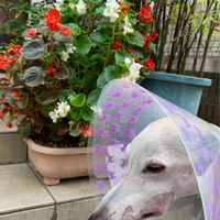 ベゴニア,犬の散歩,お出かけ先の画像