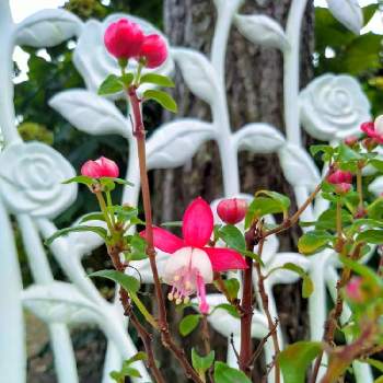 愛らしい花形の画像 by あちゃこさん | 広い庭とフクシアと愛らしい花形と可愛い色とおうち園芸とガーデニングの楽しみと愛らしい咲き姿