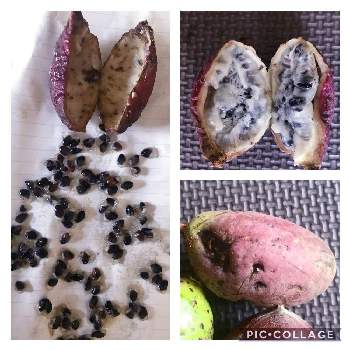 アケビの投稿画像一覧 Greensnap グリーンスナップ