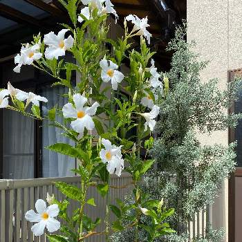 夏の花 ♪の画像 by ラベンダーさん | サンパラソル　ジャイアントとブルーアイスとつる性植物と白い花とサントリー フラワーズと夏の花 ♪