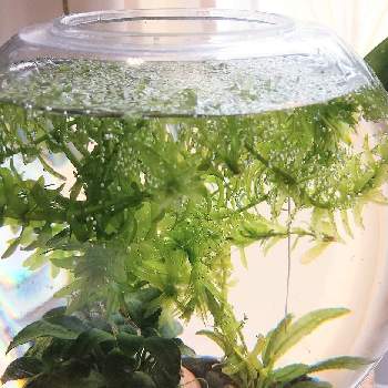 浮草の投稿画像一覧 Greensnap グリーンスナップ