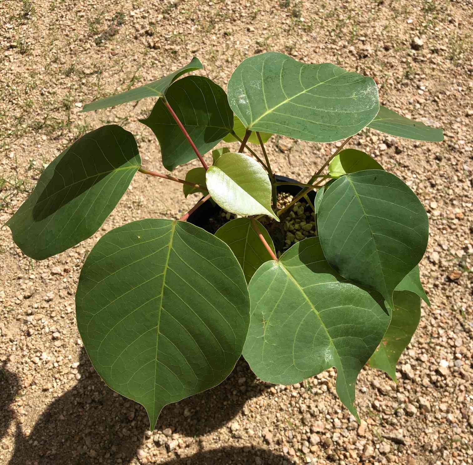 通販生活 ファッション プセウドボンバックス・エリプティクムの挿木観察｜🍀GreenSnap 塊根植物・コーデックス