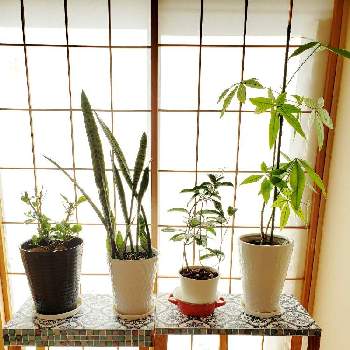 ツタ植物の画像 by よさこいさん | 棚とハイビスカスとパキラとジャスミンとトラノオと鉢植えと癒しと棚の上とツタ植物