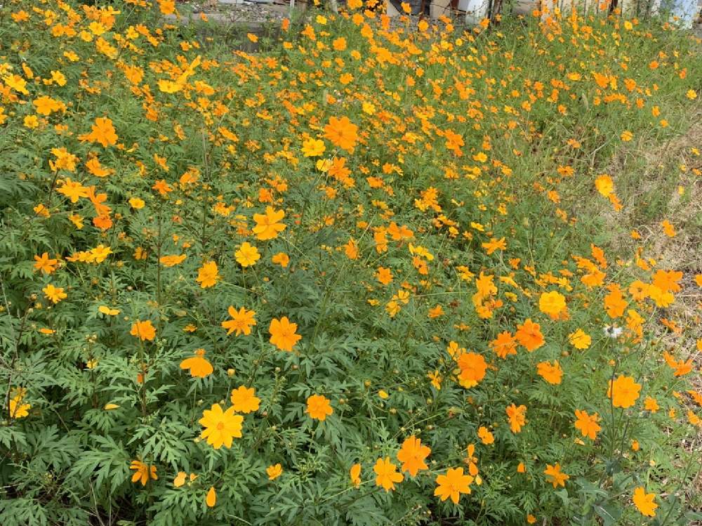 花のある暮らしの投稿画像 By Sayu さん 道端に咲く花 月10月6日 Greensnap グリーンスナップ