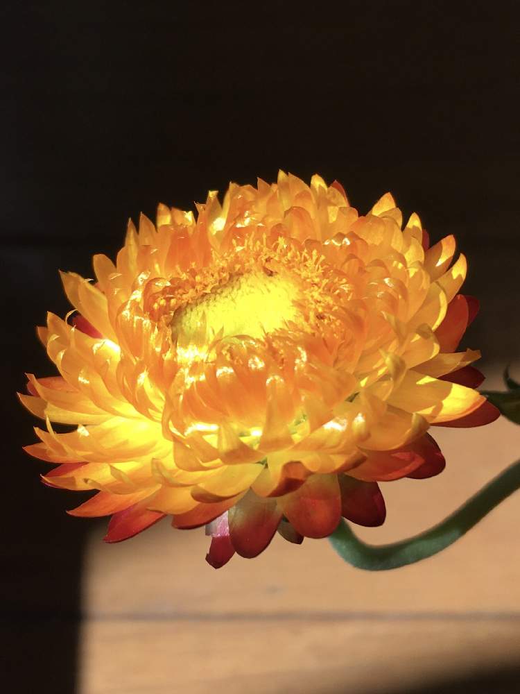 帝王貝細工 ムギワラギク の投稿画像 By あずきさん 切り花と花瓶と花のある暮らし 月10月6日 Greensnap グリーンスナップ