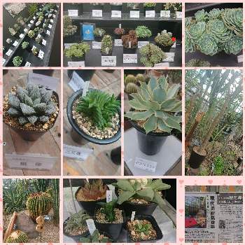 姫路手柄山温室植物園の投稿画像一覧 Greensnap グリーンスナップ