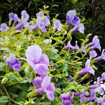 スーパートレニアカタリーナブルーリバーの画像 by plumeriaさん | 嬉しいな♡と好きな色とありがとう♡と可愛い❤とスーパートレニアカタリーナブルーリバーと花のある暮らしとマイ＊ガーデン