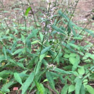 チヂミザサ,チヂミグサ,雑草,かわいい雑草,野の花の画像