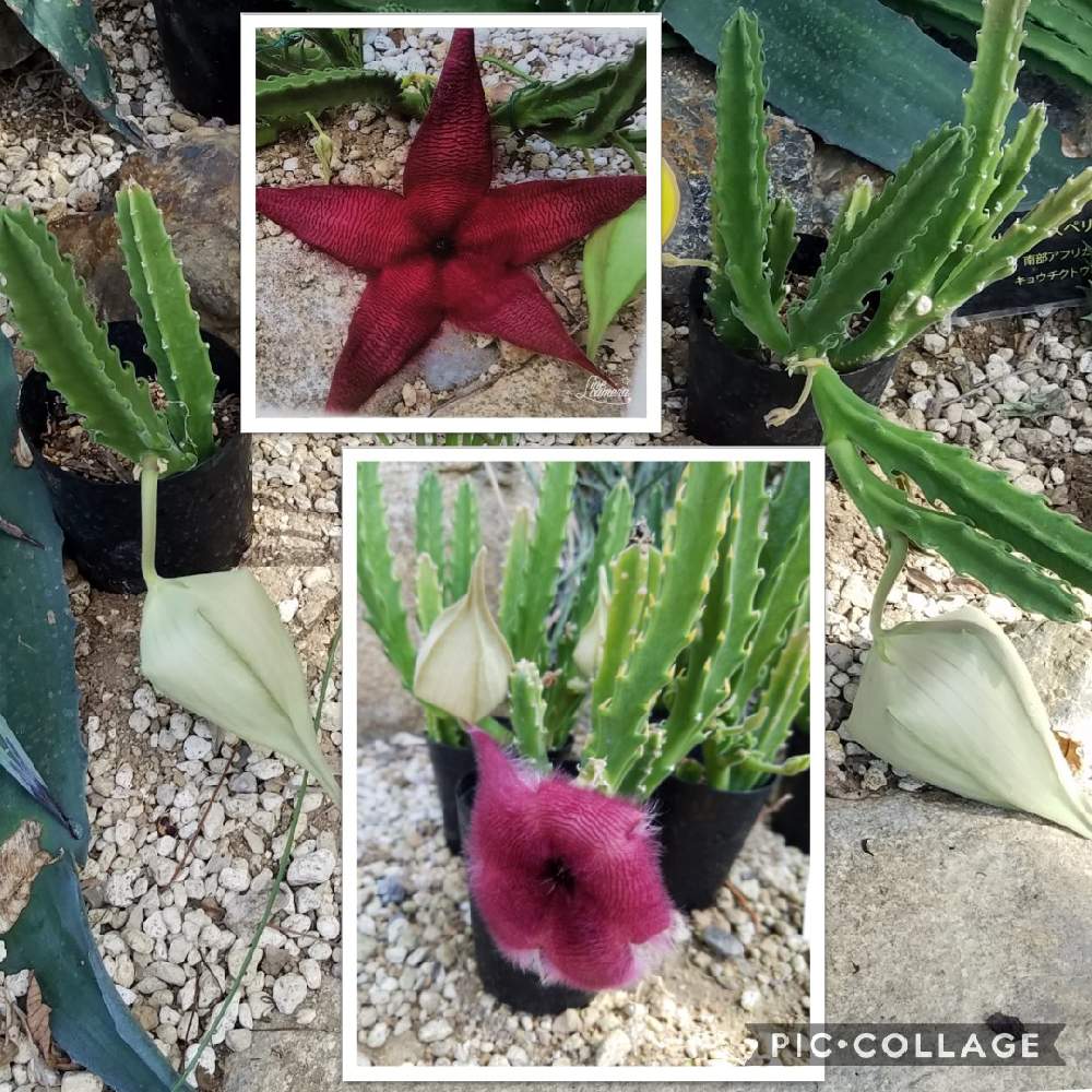 オオバナサイカクの投稿画像 By Kakirikeaさん 花が好き と 携帯撮影 と栃木花センターとお花は癒しと多肉植物と花が好き と 携帯撮影 と栃木花センターとお花は癒しと多肉植物 月10月6日 Greensnap グリーンスナップ Greensnap グリーンスナップ