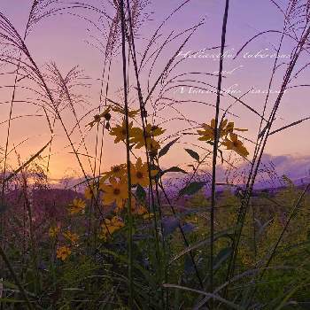 キク科ヒマワリ属の画像 by ❥︎･•miccoさん | sunsetとキクイモ！と夕焼け空とススキ*とお散歩とキク科ヒマワリ属