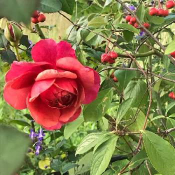 バラ ラデュレの投稿画像一覧 Greensnap グリーンスナップ