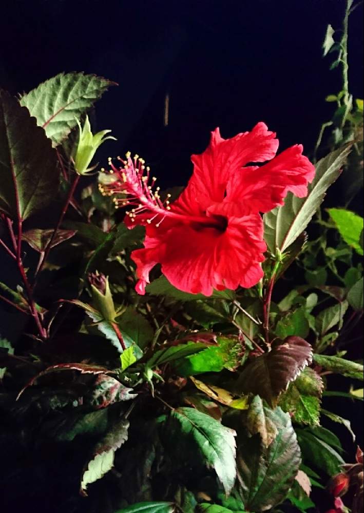 赤葉斑入ハイビスカスの投稿画像 By あさがおさん 長く咲く花とハイビスカス とおうち園芸と斑入 ハイビスカスと10月の庭と赤葉斑入 ハイビスカスと１日 花と私の庭の花たちと毎年咲くと ღ ற かわゅ と夏の花 月10月6日 Greensnap グリーンスナップ