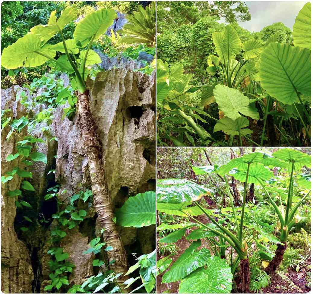 クワズイモの投稿画像 by 葉光さん｜観葉植物とお出かけ先と旅先とAlocasia odoraと大石林山とアロカシア・オドラと志戸子ガジュマル公園と サトイモ科Araceaeの観葉植物についてとサトイモ亜科(Aroideae)とクワズイモ属(Alocasia)と国頭村森林公園と観葉植物と旅先と大  ...