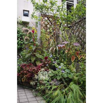 十月の箱庭の画像 by 我楽多さん | 小さな庭といつもの箱庭（メインの花壇）とOM-D E-M10とOLY 17mm F1.2と十月の箱庭