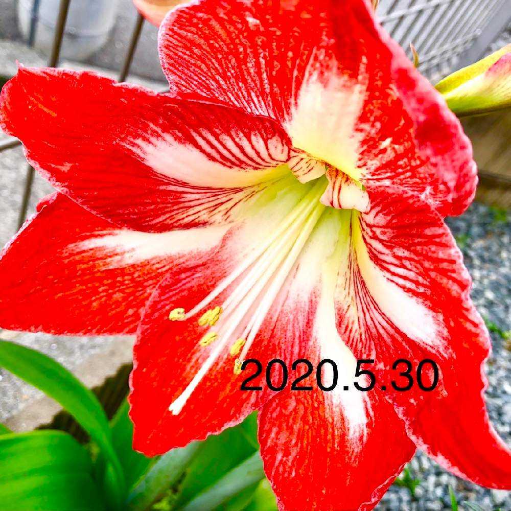 22種が獲れました Greensnap グリーンスナップ