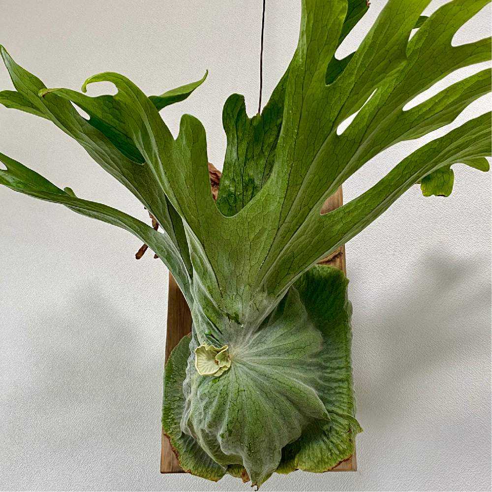 P. superbum ☆ 成長記録 2021.9.28 🔚｜🍀GreenSnap（グリーンスナップ）