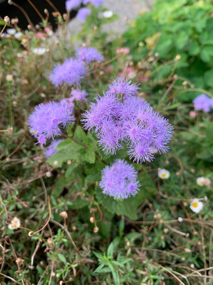 アゲラタムの投稿画像 By なきうさぎさん 月10月7日 Greensnap グリーンスナップ Greensnap グリーンスナップ