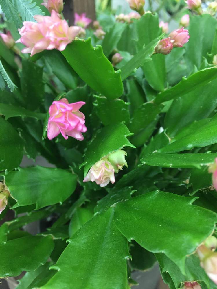 多肉植物の投稿画像 By カズアムさん 観葉植物とピンクの花と花のある暮らしとシャコバサボテン コンペイトウと今日のお花とシャコバサボテンとお出かけ先と多肉植物と観葉植物とピンクの花と花のある暮らしと今日のお花 月10月7日 Greensnap グリーンスナップ