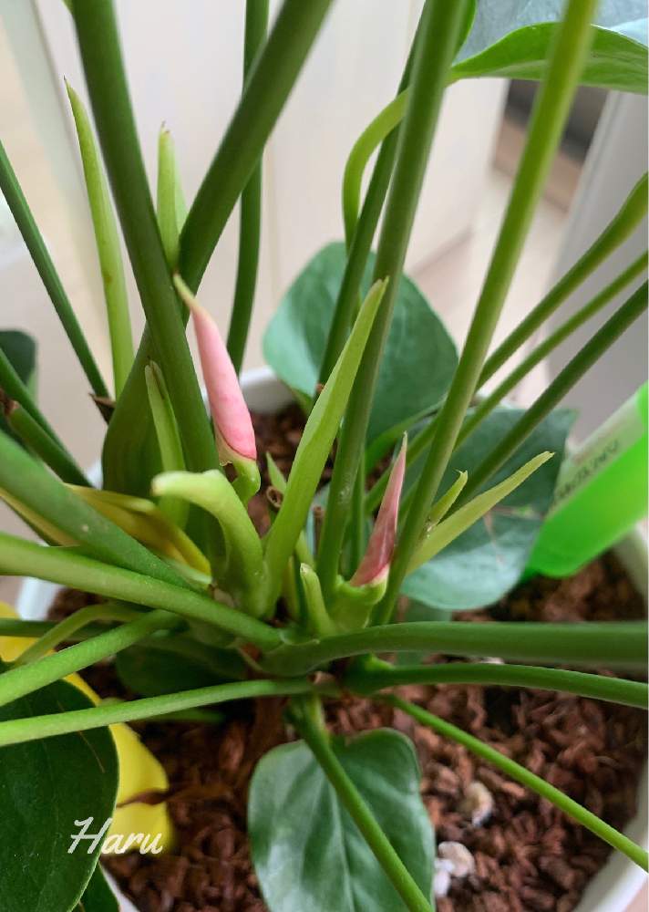 アンスリウム リビウムの投稿画像 By ハルさん 窓辺と花芽とピンク ぴんく Pinkとアンスリウム と観葉植物とno Green No Lifeとイモ科はいいぞとリビング窓辺と花芽とピンク ぴんく Pinkとアンスリウム と観葉植物とno Green No Lifeとイモ科はいいぞとリビング窓辺