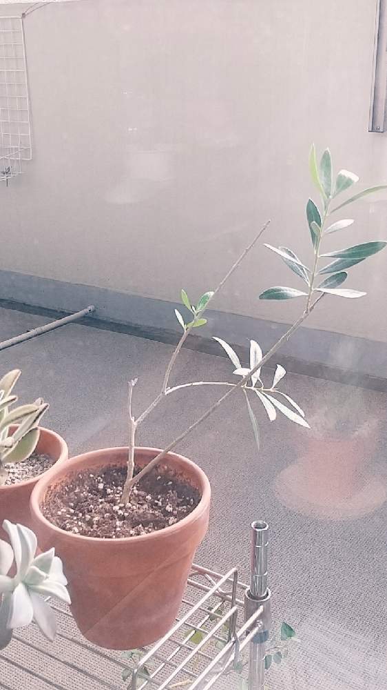 オリーブの投稿画像 By Akirimoさん 観葉植物とホームセンター出身とバルコニストと日当たり大事 月10月7日 Greensnap グリーンスナップ