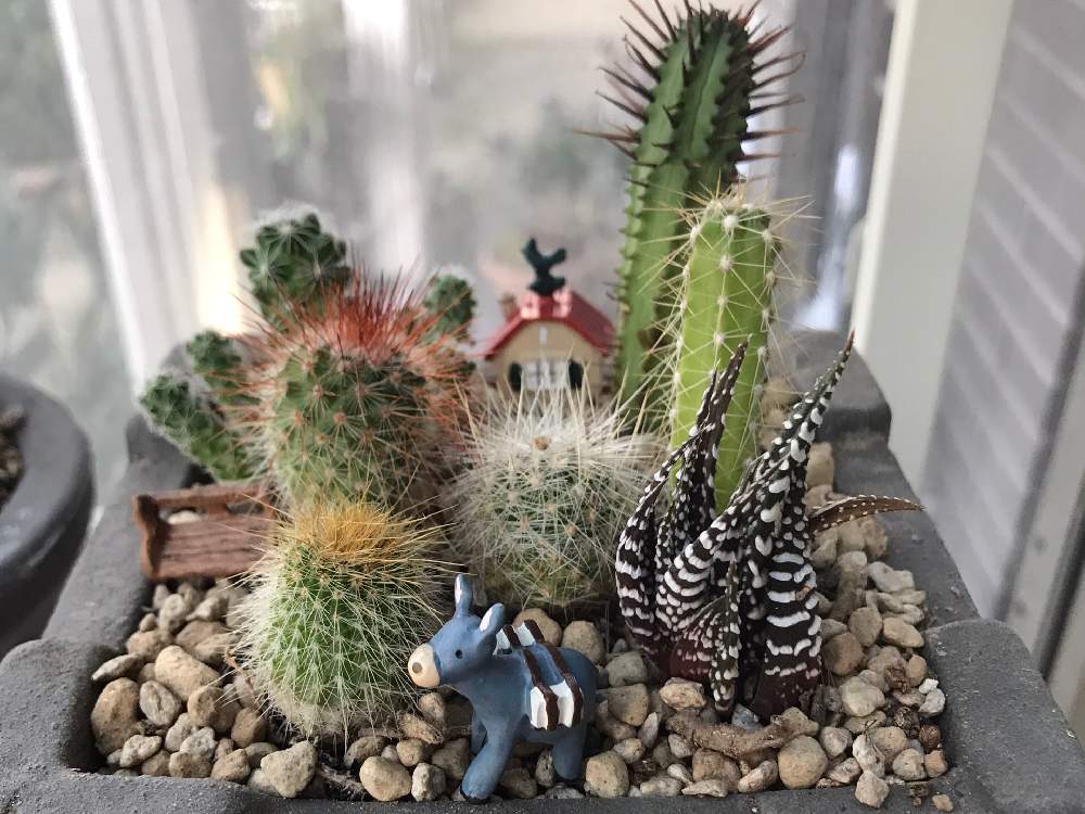 猩々丸の投稿画像 By まっちゃんさん 十二の巻と銀手毬とエノプラとピロソセレウスと金晃丸と玉扇殿とラブリー 加速中とサボテンの寄せ植え 月10月7日 Greensnap グリーンスナップ