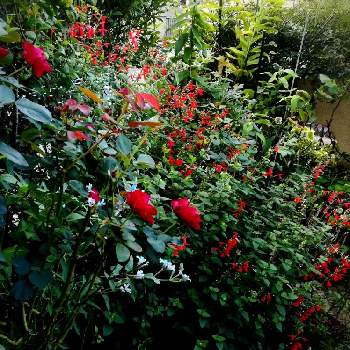 オマージュ・ア・バルバラの画像 by あささんさん | 小さな庭とオマージュ・ア・バルバラとばら バラ 薔薇と水曜ローズショーとバラ・ミニバラとサルビア赤