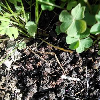 フシネハナカタバミ 節根花片喰 の投稿画像一覧 Greensnap グリーンスナップ