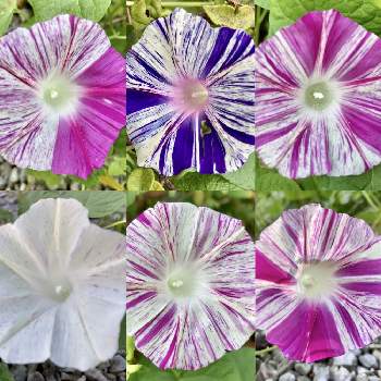 あさがお江戸風情の投稿画像一覧 Greensnap グリーンスナップ