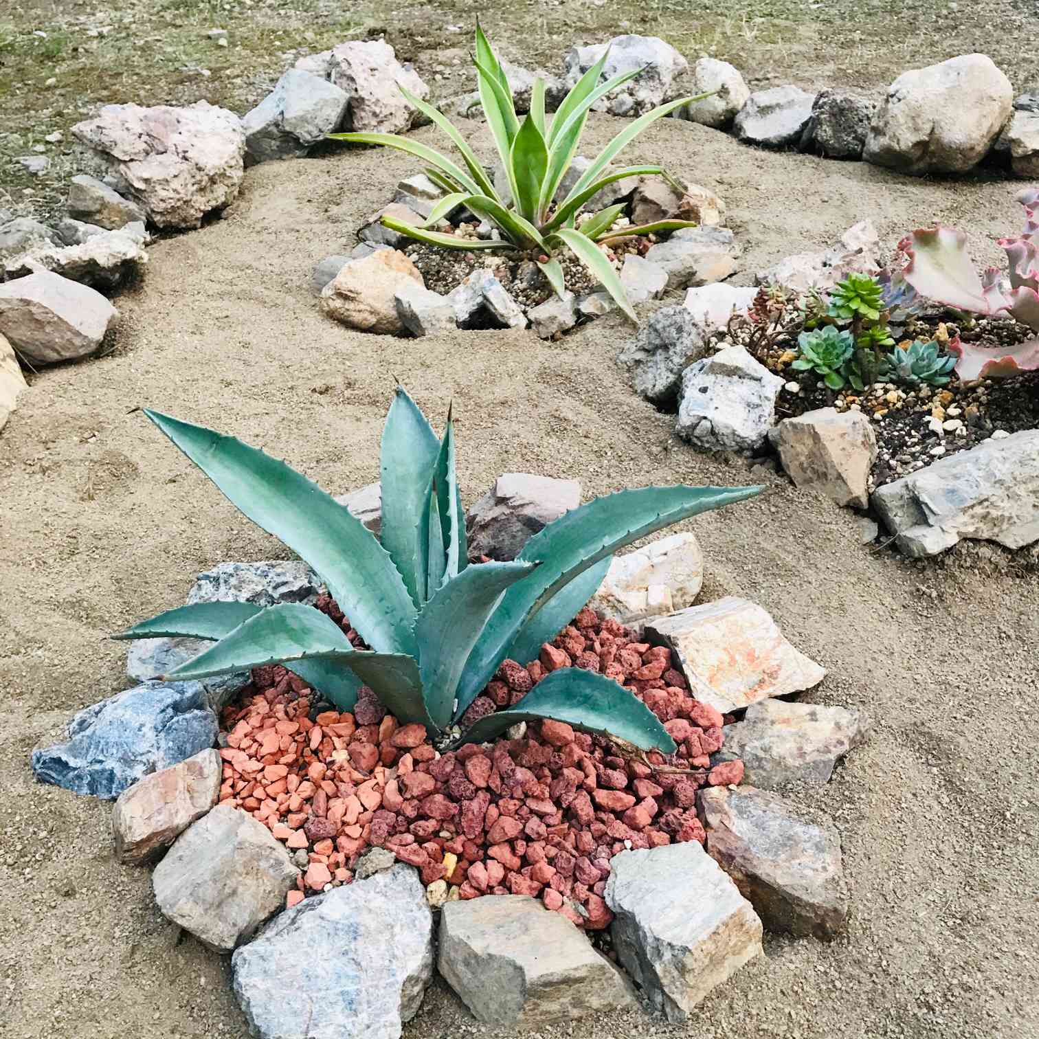 のカキコ三点セットになりますアガベ 地植えセット - フラワー