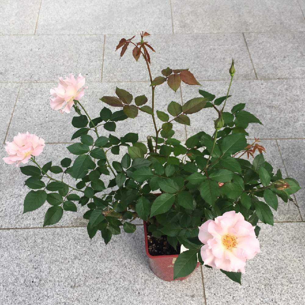 鉢植えバラたちの成長記録 Greensnap グリーンスナップ