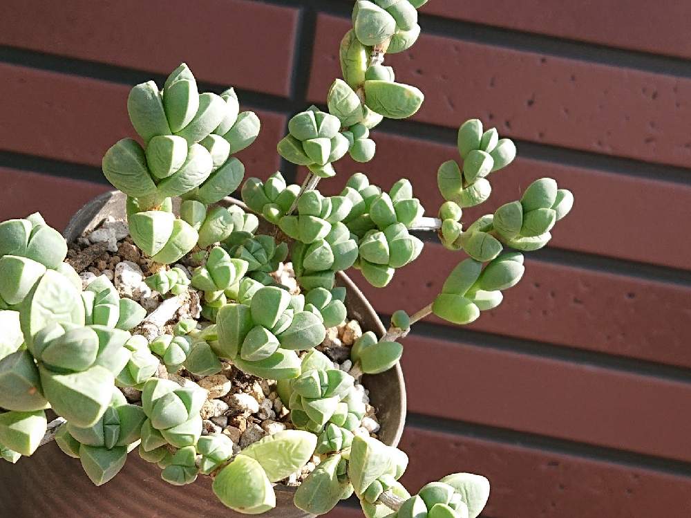 多肉植物の投稿画像 By ぷんかさん 津市とメセン類とメセンとおうちde菜園とコーデックスとおうち園芸と植物男子ベランダーと三重県と塊根植物と多肉好きと鉢植えとさぼてんと花のある暮らし 月10月7日 Greensnap グリーンスナップ