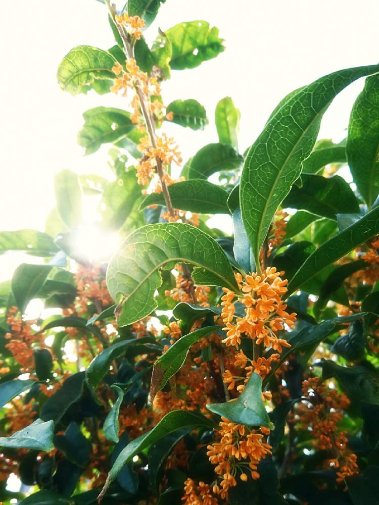 キンモクセイの投稿画像 By なすさん 金木犀と季節を楽しむとスマホ撮影と植物のある暮らしと秋の訪れとオレンジ色の花と木漏れ日と葉っぱのある暮らしとおうち園芸と秋の気配と素敵な色合いとビタミン Fとガーデニング初心者とstay Gardenと小花好きと良い香りと咲いた