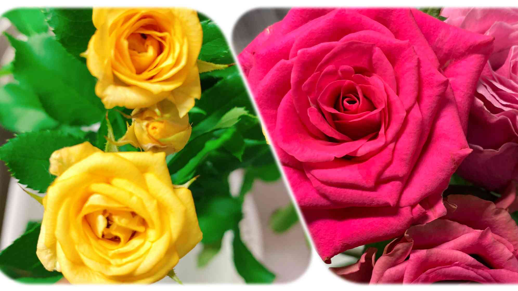 切花品種　挿し木　専用 hq720.jpg?sqp=-