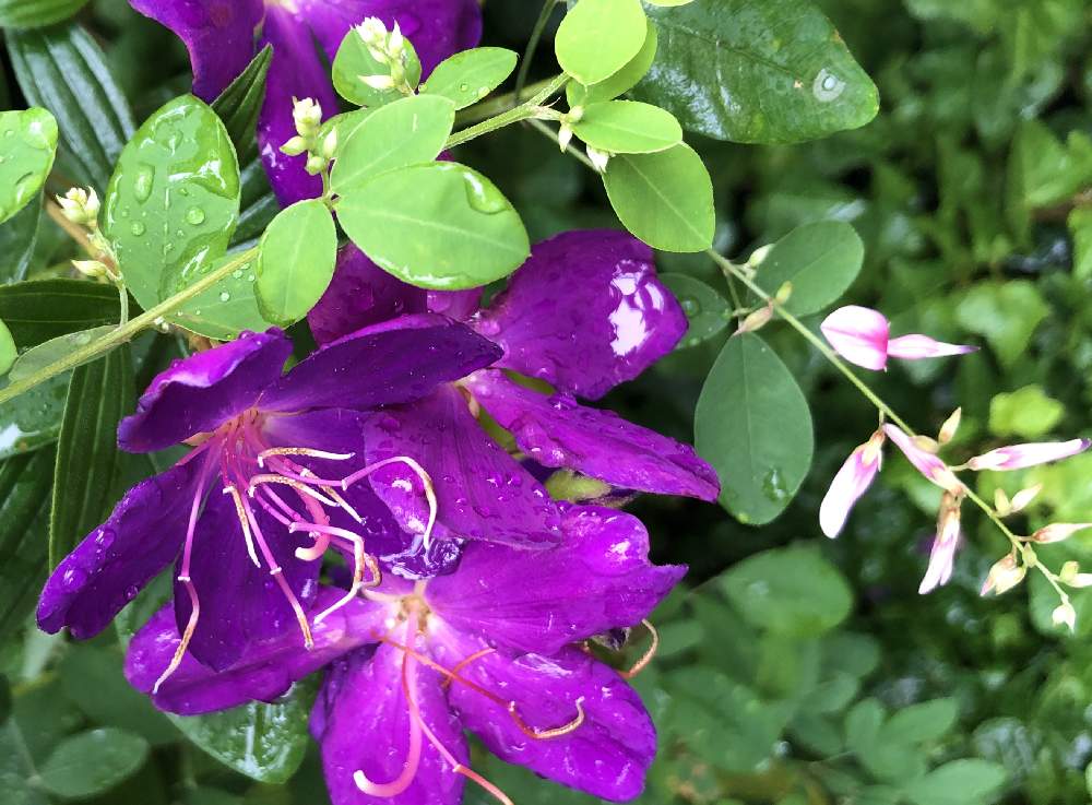 ノボタンの投稿画像 By ピノコさん ハギとマメ科とノボタン科と紫色の花 月10月7日 Greensnap グリーンスナップ