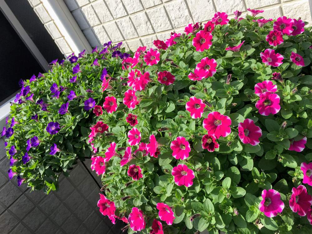 ペチュニアの投稿画像 By シュガーバインさん モニター当選と今日のペチュニアとpwと切り戻し後とおうち園芸とガーデリンクと花のある暮らしと一株植えとpwアンバサダー 月10月7日 Greensnap グリーンスナップ