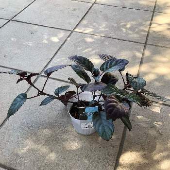 ヘミグラフィスの投稿画像一覧 Greensnap グリーンスナップ