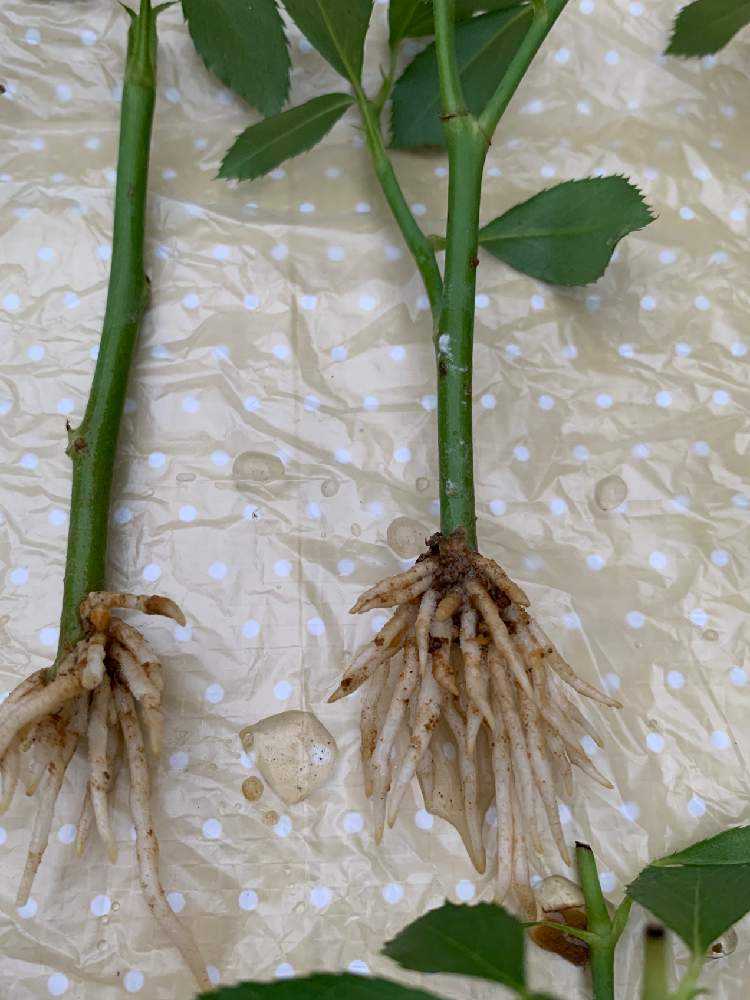 切花品種　挿し木　専用 img_cache_r_22449_c_1650773296