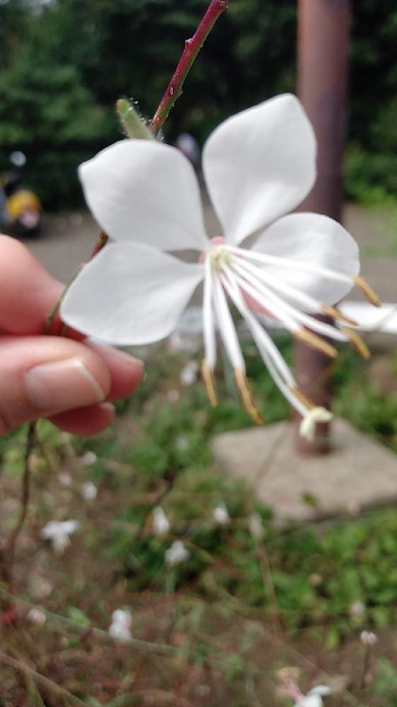 ガウラの投稿画像 By ユキユキさん 月10月7日 Greensnap グリーンスナップ