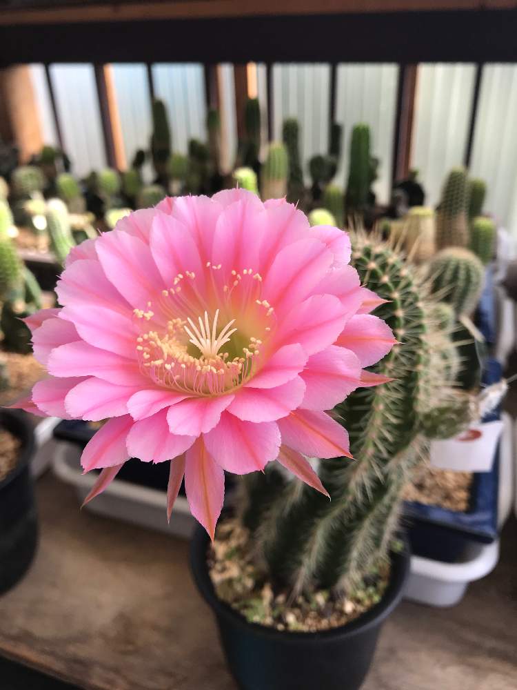 花サボテン交配 3cm 30種類セット3-5